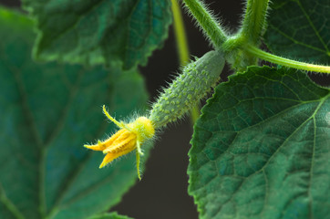 organic vegetable, growing cucumbers on the field