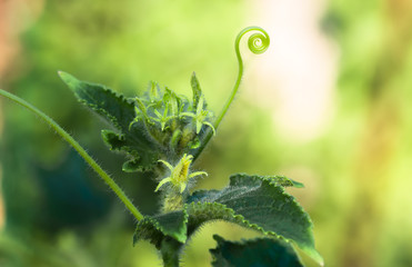 organic vegetable, growing cucumbers on the field