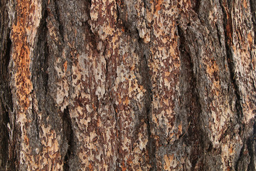 The texture of tree bark