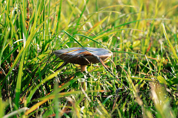 campo funghi