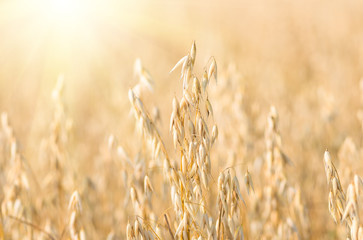 organic golden ripe ears of oats in field
