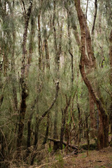 Palaʻau State Park Molokai