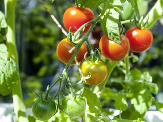 Reife und unreife Tomaten an einem Tomatenstrauch, Freilandanbau, Solanum lycopersicum