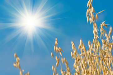 golden ear of oats against the blue sky and sun