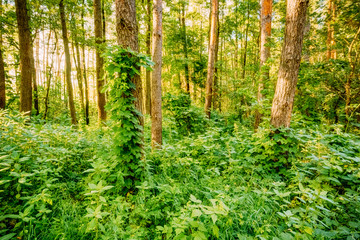 Obraz premium Mixed forest, russian nature