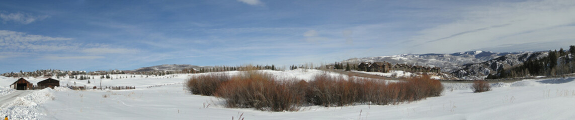 Panorama, winter aspens in snowfields in Colorado hills