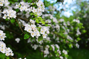 branches of blossoming tree