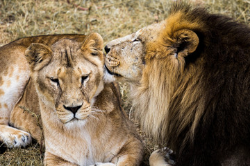 lions kiss