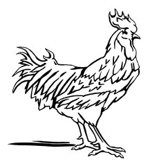 Vector illustration of rooster