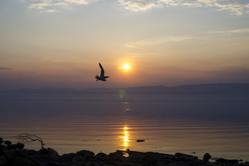 Полет чайки над великим озером Байкал в пламенеющих лучах заката.