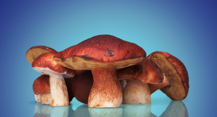 many white mushrooms on background