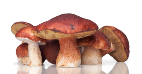 many white mushrooms on background