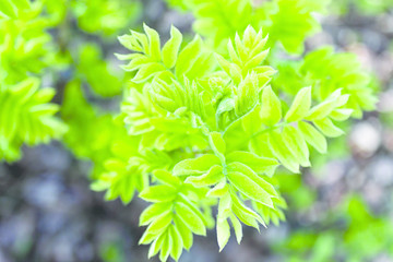 young leaves of acacia in spring