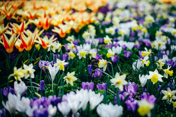holland tulip flowers park spring