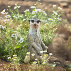 meerkat sits among the daisies