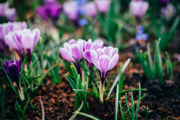 holland tulip flowers park spring