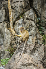 Obraz premium Monkey with banana