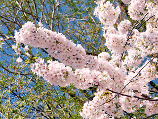 Washington branchs of cherry blossoms April 2010