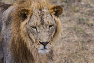 Fototapeta na wymiar Portrait of a Beautiful Lion