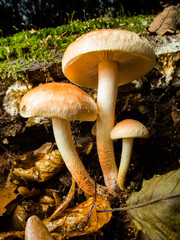 Mushrooms, Fungus
