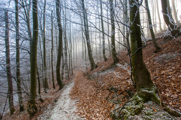 Autumn frosty forest