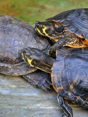 Żółwie wodno-lądowe - Trachemys scripta troostii © bnorbert3