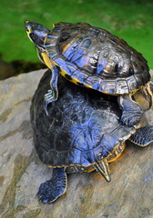 Żółwie wodno-lądowe - Trachemys scripta troostii