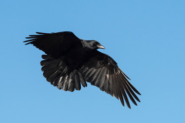 Carrion Crow, Crow, Corvus Corone