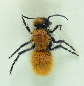 Velvet Ant Female