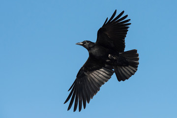 Carrion Crow, Crow, Corvus Corone