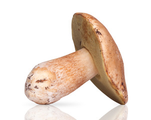 One white mushroom isolated
