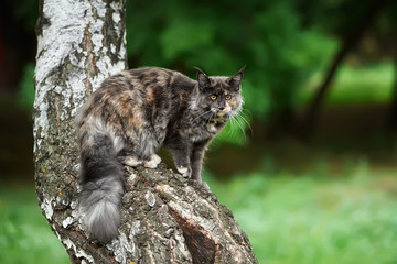 the cat has climbed highly on a tree. Portrait of a Maine Coon outdoors. Looks afar. the cat hunts.