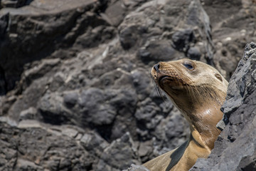Juvenile Sea Lion