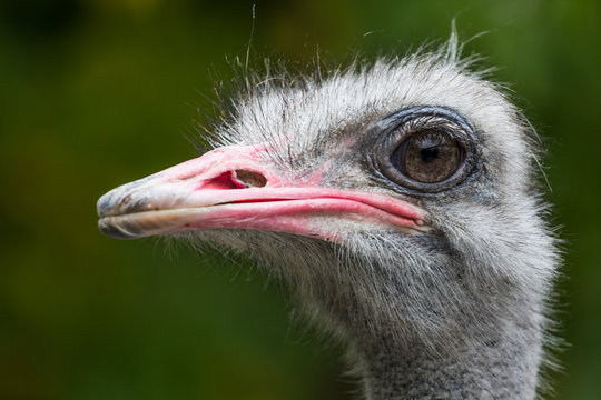 ostrich head in profile