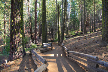 Hiking through the Tuolumne Grove of Giant Sequoias via the Tuolumne Grove Trail, Yosemite National Park, California.