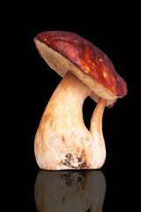 One white mushroom isolated