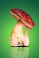 One white mushroom isolated