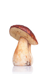 One white mushroom isolated