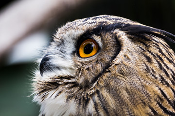 Owl in profile