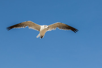 Fototapeta na wymiar seagull flying overhead against a blue sky
