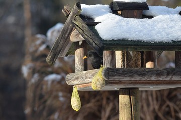 In einem mit Schnee bedecktem Vogelhaus sitzt ein Amselmännchen
