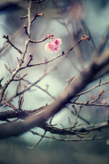 Fototapeta na wymiar Beautiful Cherry Blossom or Sakura flower,soft focus and retro color toned.