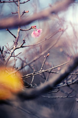 Beautiful Cherry Blossom or Sakura flower,soft focus and retro color toned.
