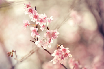 Beautiful Cherry Blossom or Sakura flower,soft focus and retro color toned.
