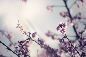 Beautiful Cherry Blossom or Sakura flower,soft focus and retro color toned.