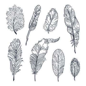 Sketched Feathers collection