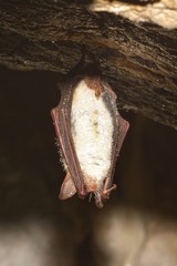 Greater mouse-eared bat ( Myotis myotis)