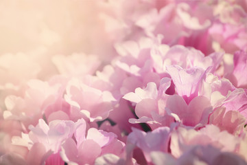 Soft pink flower,flower background for Valentine's day.Soft focus and color toned.