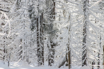 Winterwald