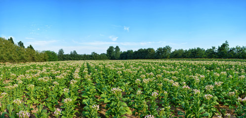 Fototapeta na wymiar Field of tobacco plants